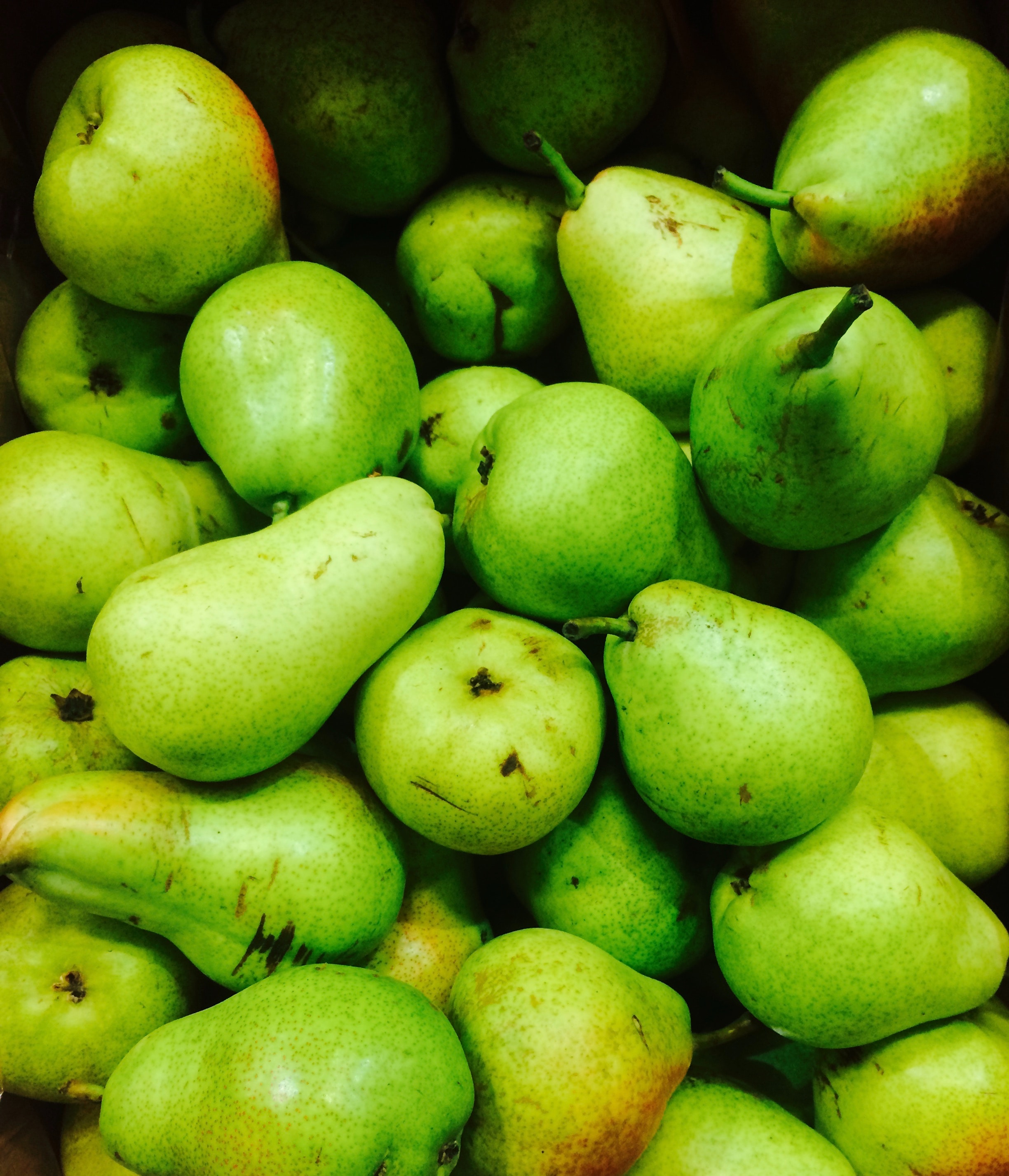 picking-pears